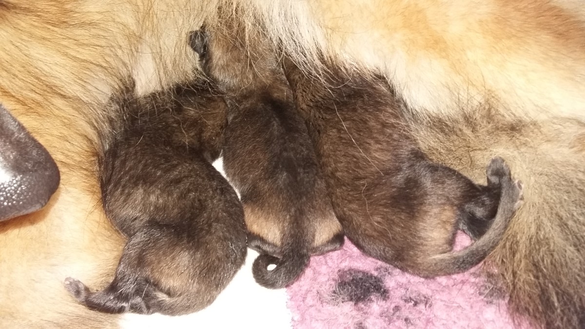 The puppies 24.02.2018