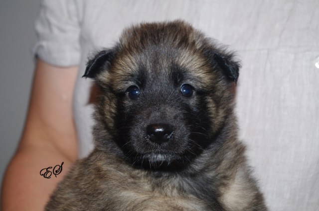 Aston 250318 (3)_rl2