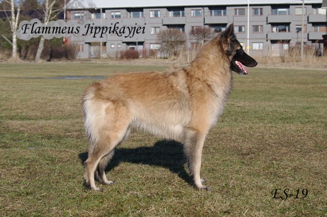 Flammeus Jippikayjei 24.02.2019