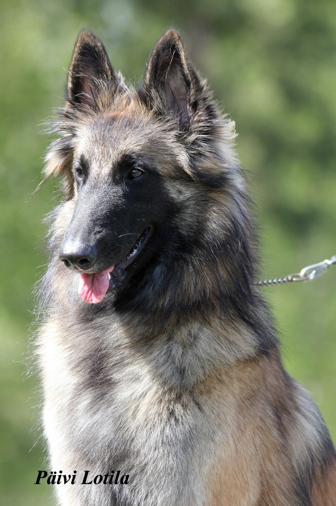 The dog Embior Alyssa, happy, thinking face, 18.05.2019