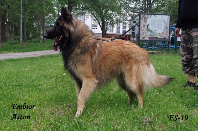 The dog Embior Aston happy, mouth open, looking around 19052019