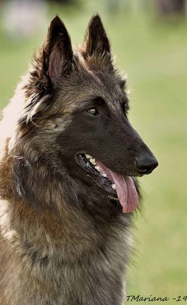 Embior Alyssa_erkkari 2019