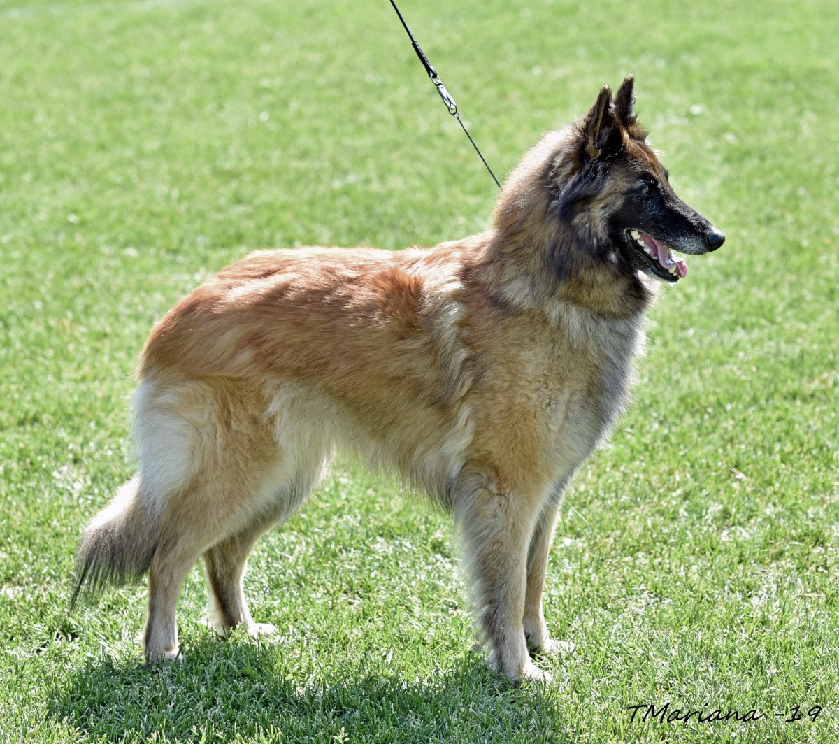 Cäsarborg's Xky's No Limit in erkkari 2019