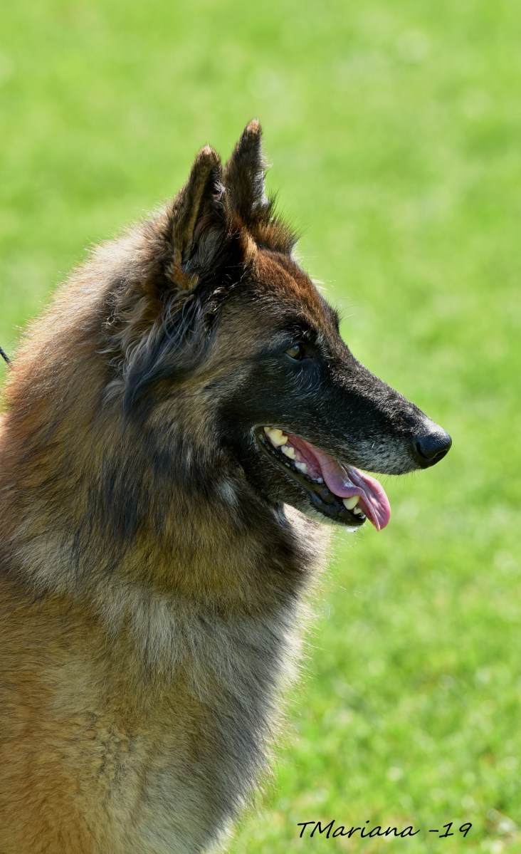 Cäsarborg's Xky's No Limit in erkkari 2019