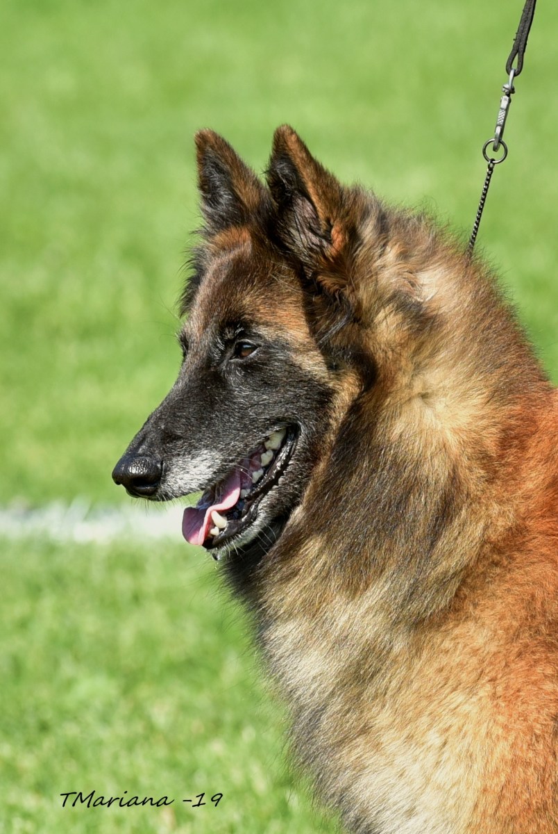 Cäsarborg's Xky's No Limit in erkkari 2019