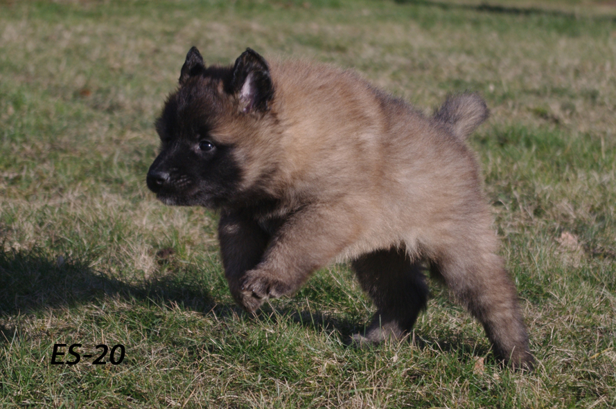 Embior Belgarion 19.02.2020