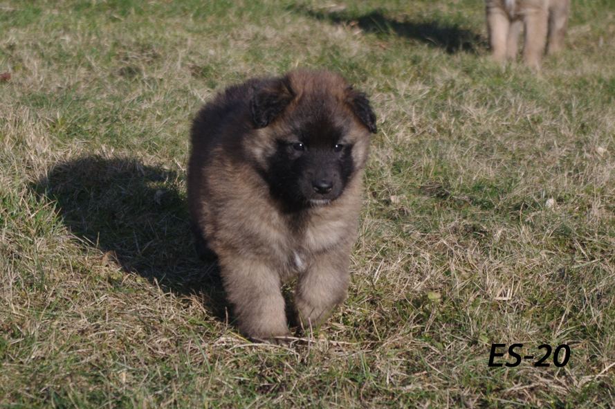 Embior Belgarion 19.02.2020