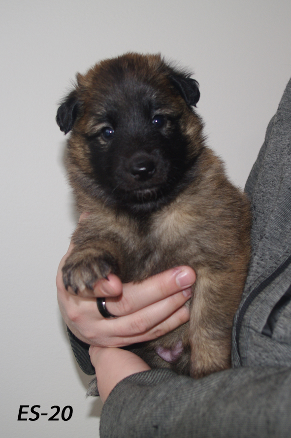 Embior Begeistra, tervueren female 07.02.2020