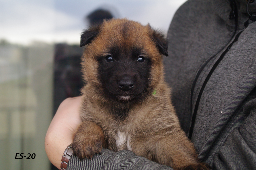 Embior Baileya, malinois female 07.02.2020