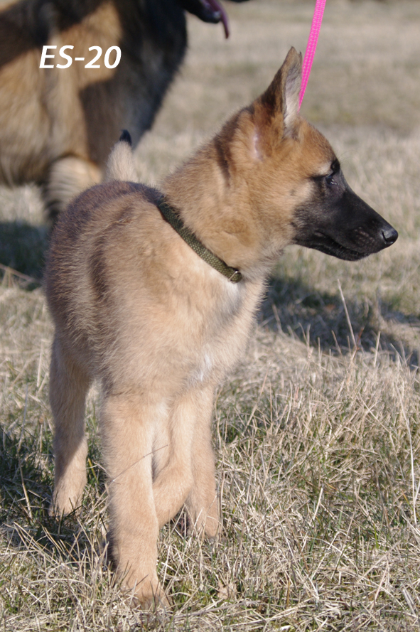 Embior Baileya 27.03.2020