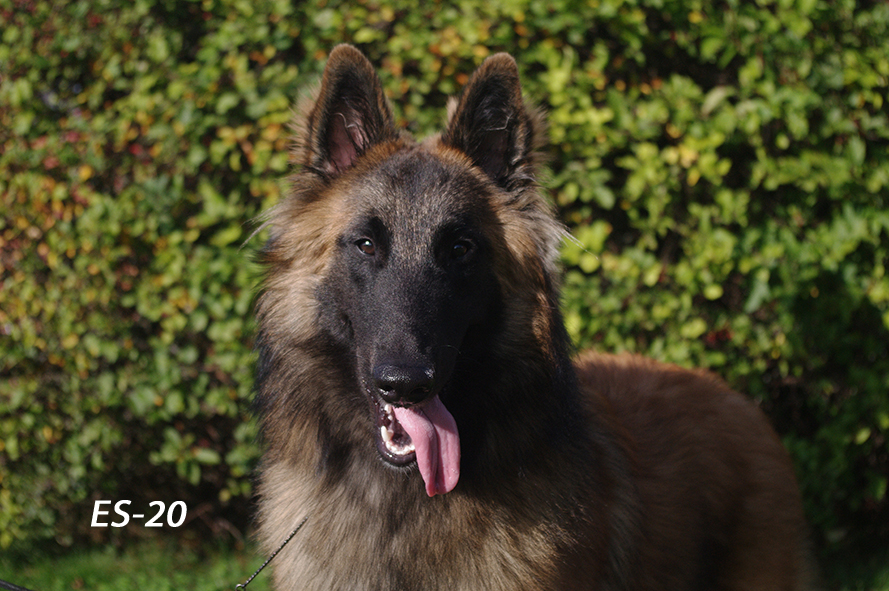 Embior Belgarion 18.09.2020