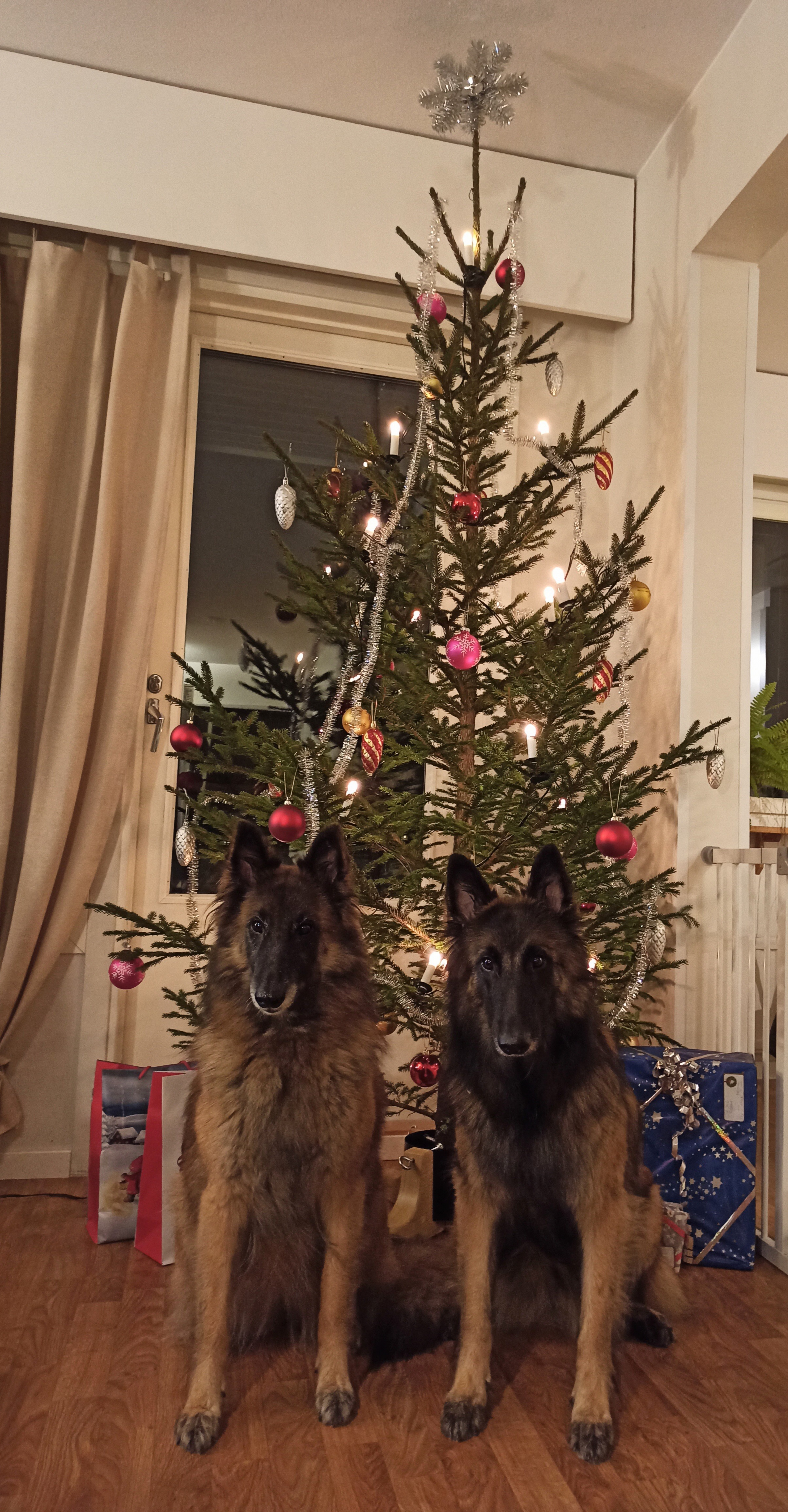 Merry Christmas & Happy New Year